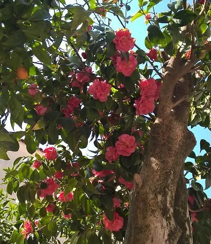 Otium Couette-café Pompéi